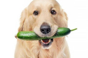 【動画】イッヌ、きゅうりを食べてご満悦ｗｗｗｗｗｗ