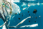 【環境】マイクロプラスチック摂取の悪影響、マウス実験で脳への蓄積と「異常行動」が観察される