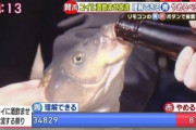 海のお魚って喉乾いたときどうしてるの？？