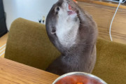 すごーく美味しそうに魚介を頬張るカワウソに癒されます！