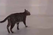 【ネコ】 ダンス大会が行われていた。いっちょ参加してみるか♪ → 伝説の猫ダンサー、乱入です…