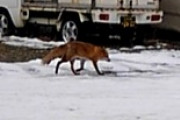 札幌の住宅街にキタキツネいたｗｗｗ（※画像あり）