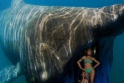 【動画】2人の女性がクジラに呑まれてしまう・・・・・・