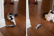 「動かない…よね？…ギャー！！」突然動き出す魚のおもちゃに猫が腰を抜かしたようなリアクション！