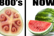 【画像】1800年代のスイカがまるで悪魔の実