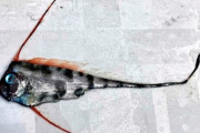 韓国紙「大地震の前兆？日本で "伝説の深海魚" 発見」