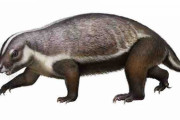 南半球最古の「幻の哺乳動物」を発見！「大陸の哺乳類とは異なる進化線」