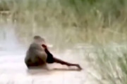 【動画】インドの川で12歳の少年がワニに食われてしまう瞬間が撮影される。