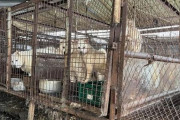 「犬肉を食べるやつらは来るな」韓国の高校生、米国研修霧散＝韓国の反応