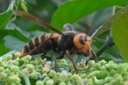 オオスズメバチとかいう島国日本が生んだ最凶の生物兵器ｗｗｗｗｗｗｗｗｗｗｗｗｗｗｗｗｗｗｗｗｗ