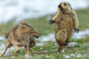 【天敵に襲われ驚愕、思わず片足立ちのマーモット】野生動物写真の大賞受賞