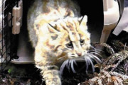 【悲報】こどおじ猫、無理やり森に放たれ一ヶ月で餓死