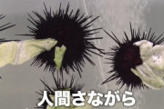 【悲報】ウニ、思ったより意思ある…