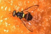 【実蠅】特殊病害虫「ミカンコミバエ」、沖縄県内で急増　温暖化や海外持ち込み影響