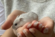 【閲覧注意】ねずみ🐀さん、次々と捕まる