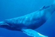 ダイバーさん、ザトウクジラに飲み込まれた結果 →