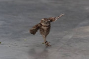 【画像】フクロウさん、飛べるのに何故か走ってしまう
