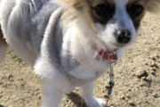 子犬を飼い始めて二ヶ月経った（※画像あり）