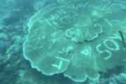 【海外】サンゴ礁に韓国人の名前がびっしり「KIM（キム）」「MIN（ミン）」「SOYUN（ソユン）」…フィリピンが有名観光地を閉鎖　韓国ネット「落書きしたところでサンゴ礁は死なない」