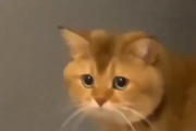 【動画】猫も想定外のこと起こると混乱して固まるんだな