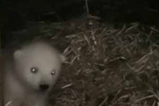 ホッキョクグマの赤ちゃんが、はじめて歩いて出てくる。大丈夫かな？ こうなっちゃう…