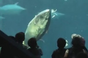 【動画あり】水族館に来た子供たち、トラウマを植え付けられる…