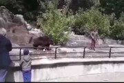 【ポーランド】動物園でヒグマの檻に乱入した男、ヒグマと格闘し溺れかけさせる