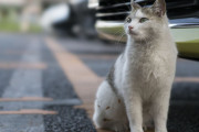 【ねこ画像】駐車場のねこ、川原のねこ