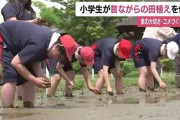 【悲報】農家さん、子供の田植え体験に激怒「こんな田植え誰もしてない、大変なんて印象植え付けるな」