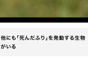 トンボのメス、交尾したくないオスに対し「死んだふり」をする