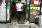 【画像】イッヌ、コンビニでスヤッスヤでワロタwww