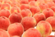 【急募】桃　40　kg　の　処　分　方　法　