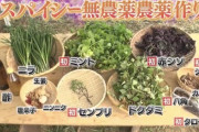 鉄腕DASHの『スパイシー無農薬農薬』企画　農家から農薬取締法違反ではないかと炎上