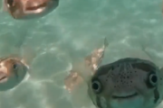 【動画】フグの群れ、くっそキモい