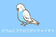 日本の「フクロウと仲良くしたいオウムの動画」が可愛すぎる！【台湾人の反応】