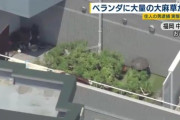 ベランダで大麻栽培していた男を逮捕　近隣住民「大麻みたいなのが見える」