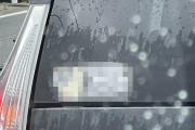 「車にこのステッカー貼ってる奴マジでキモイ！こういう奴ほど運転ゴミ！」→賛否両論に