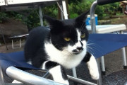【ねこ画像】お外の椅子でだらーり、モフモフしたいフッサーラねこ ほか【再】