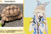 アカリちゃんはやっぱ生配信だと輝くわ