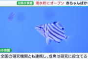 海洋生物の赤ちゃんを集めた幼魚水族館がオープン！成魚になったら「卒業」して「研究」に役立てられる模様