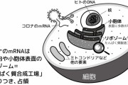 「ぬー、ぬー」←20分後に死亡　『自宅療養』は『必要悪』？【新型コロナ】