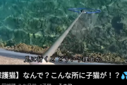 【悲報】例の海でネコ拾った系YouTuber、反撃開始ひ