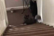 ネコと「取ってこい」して遊んでみた。しゅたたたたたぁ！ → 猫は階段でこうなります…