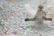 ピューマに襲われた男性が撮影した動画がクソ怖くてワロタｗｗｗｗｗｗｗｗｗｗｗ