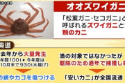 【カニ】ズワイガニの"そっくりガニ"が大量発生　値段は８分の１！？消費者はうれしい反面...ズワイガニ漁師たちには大打撃