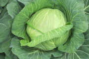 【正論】キャベツ農家さん「キャベツは1玉500円が適正価格です。どうかご協力をお願いします。」