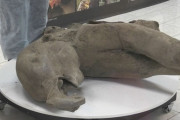 【ロシア】シベリアで5万年前の赤ちゃんマンモス発見「これまでの中で最も保存状態が良い」