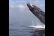 【動画】お姉さん、クジラという規格外の生き物にビビりまくる