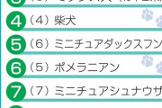 【悲報】柴犬さん、トイプードルに負けた敗北者だった　「好きな犬種ランキング」１位は…