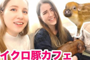 【動画】外国美女初めてマイクロ豚カフェへ行く！